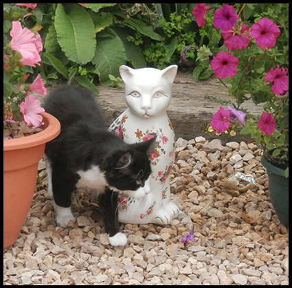 Cat Flowers
