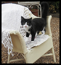 Cat on Chair
