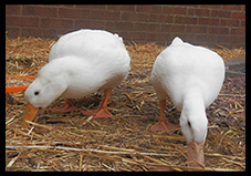 Duck
