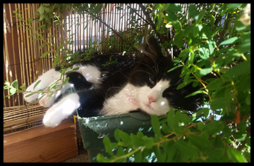Plant Pot Cat